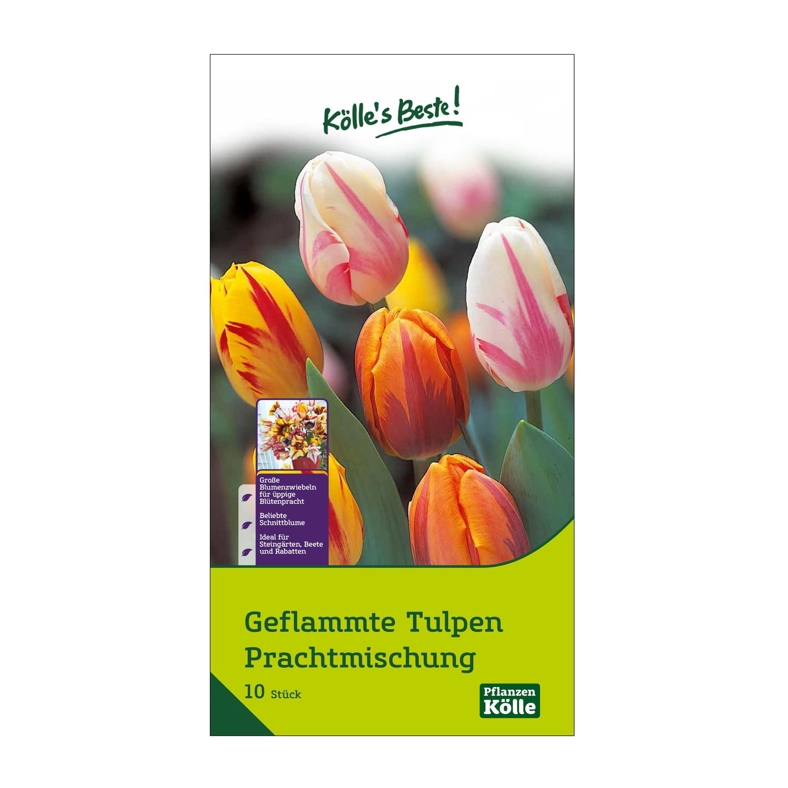 Geflammte Tulpen Prachtmischung, 10 Blumenzwiebeln