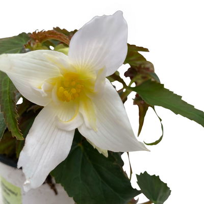 Begonie 'SUMMERWINGS™ White' weiß, Topf-Ø 13 cm, 6er-Set