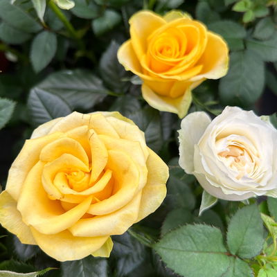 Rose 'Infinity Duo' weiß-gelb, Topf-Ø 14 cm, 2er-Set Rose 'Infinity Duo' weiß-gelb, Topf-Ø 14 cm, 2er-Set