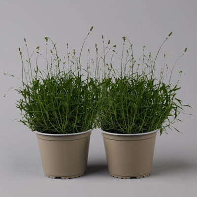 Lavendel 'Munstead', blauviolett, Topf-Ø 19 cm, 2er-Set Lavendel 'Munstead', blauviolett, Topf-Ø 19 cm, 2er-Set