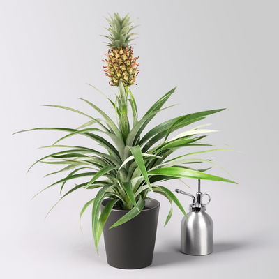 Zier-Ananas 'Amigo', im Übertopf Dallas anthrazit, Topf-Ø 12 cm, Höhe ca. 45 cm Zier-Ananas 'Amigo', im Übertopf Dallas anthrazit, Topf-Ø 12 cm, Höhe ca. 45 cm