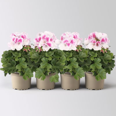 Edelgeranie Bella Donna® 'Don Donatello®', pink-weiß, Topf-Ø 12 cm, 4 Pflanzen