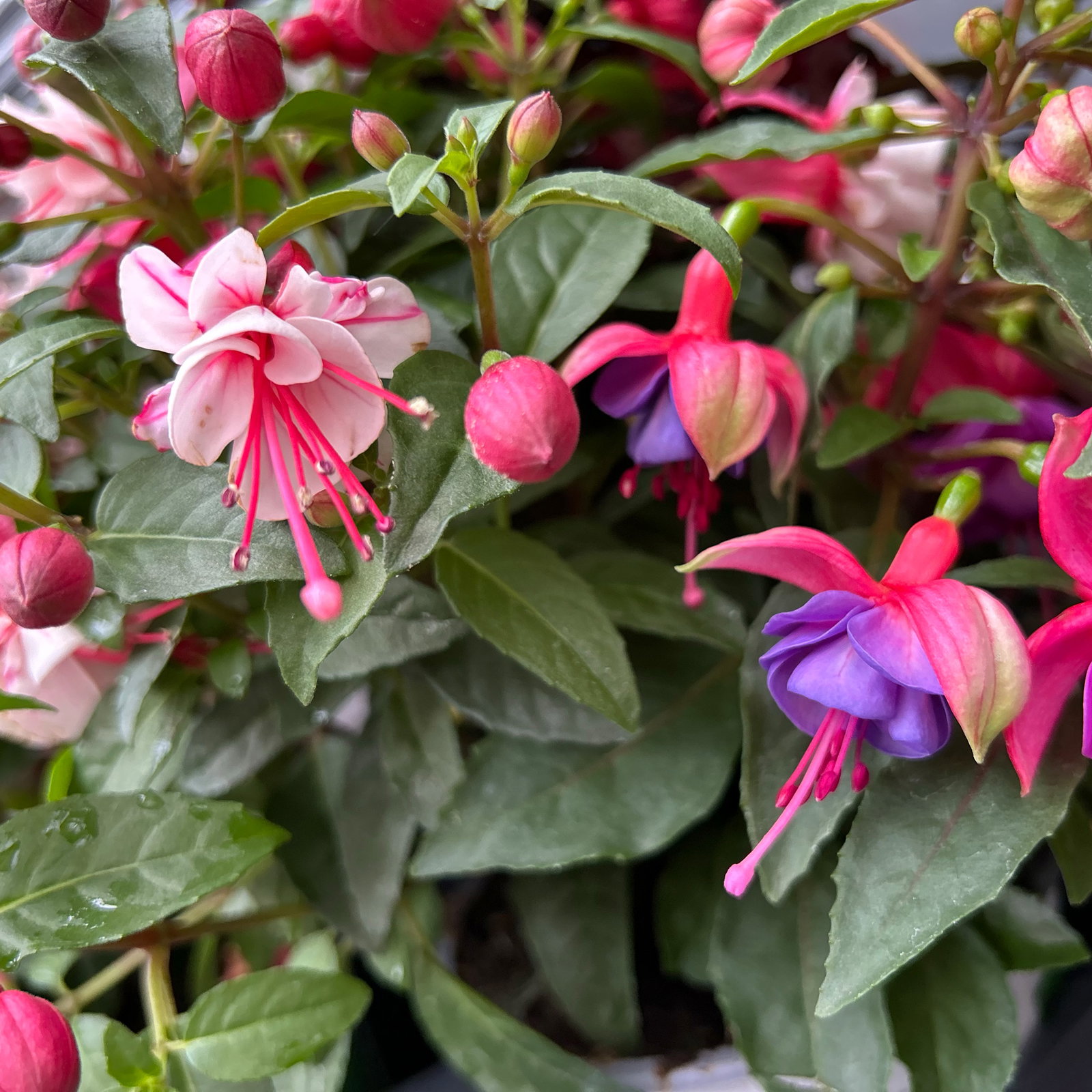 Fuchsien-Duo, bunt, Busch, Topf-Ø 14 cm, 4 Pflanzen