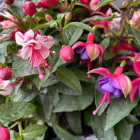 Fuchsien-Duo, bunt, Busch, Topf-Ø 14 cm, 4 Pflanzen