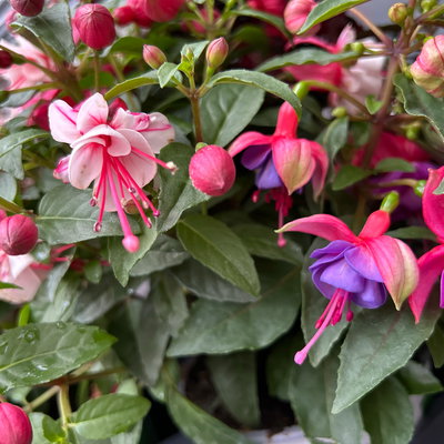 Fuchsien-Duo, bunt, Busch, Topf-Ø 14 cm, 4 Pflanzen