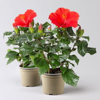 Hibiskus, rot, Topf-Ø 13 cm, Höhe ca. 35 cm, 2er-Set