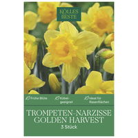 XXL Trompeten-Narzissen 'Golden Harvest', Größe 16/18, 3 Blumenzwiebeln