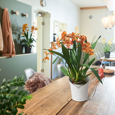 Lechuza 'Orchidea', weiß, ca. Ø 18 x H 20 cm