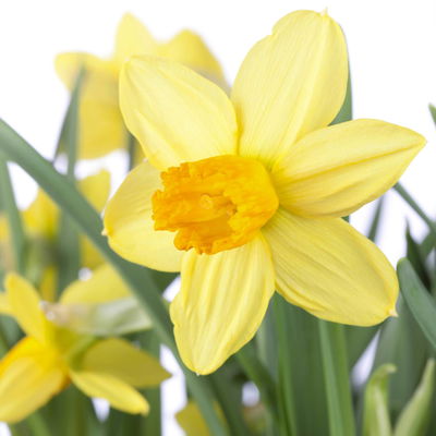 Narzisse 'Jetfire' gelb-orange, vorgetrieben, Topf-Ø 10 cm, 6 Pflanzen