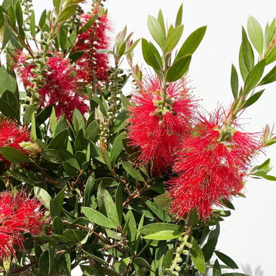 Zylinderputzer rot, Halbstamm, Topf-Ø 24 cm, Höhe ca. 70 cm Zylinderputzer rot, Halbstamm, Topf-Ø 24 cm, Höhe ca. 70 cm