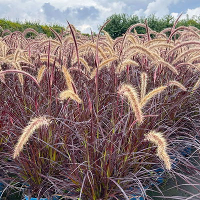 Lampenputzergras, rotlaubig, Topf-Ø 21 cm