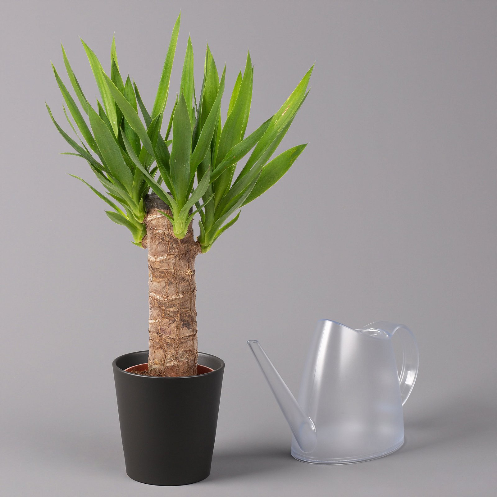 Palmlilie mit Keramiktopf Dallas, Höhe ca. 40-45cm, Topf-Ø 11/12cm, 3er-Set