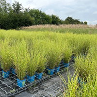 Bio Zebragras 'Zebrinus', Topf 5 Liter