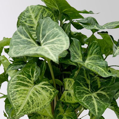 Syngonium 'Arrow', Topf-Ø 14cm, Höhe ca. 30 cm, 2 Stück Syngonium 'Arrow', Topf-Ø 14cm, Höhe ca. 30 cm, 2 Stück