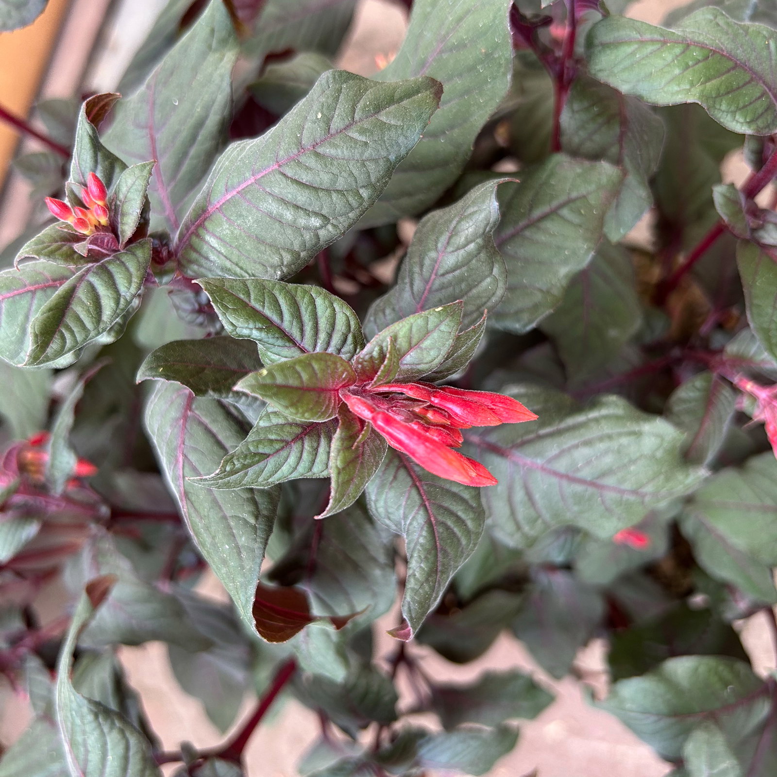 Fuchsie 'Koralle', orangerot, Topf-Ø 17 cm, 2 Pflanzen Fuchsie 'Koralle', orangerot, Topf-Ø 17 cm, 2 Pflanzen