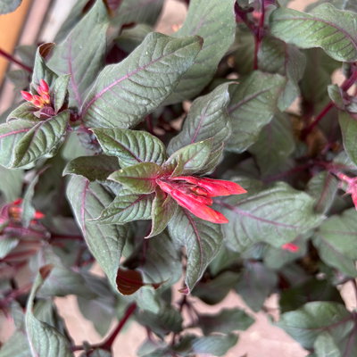 Fuchsie 'Koralle', orangerot, Topf-Ø 17 cm, 2 Pflanzen Fuchsie 'Koralle', orangerot, Topf-Ø 17 cm, 2 Pflanzen