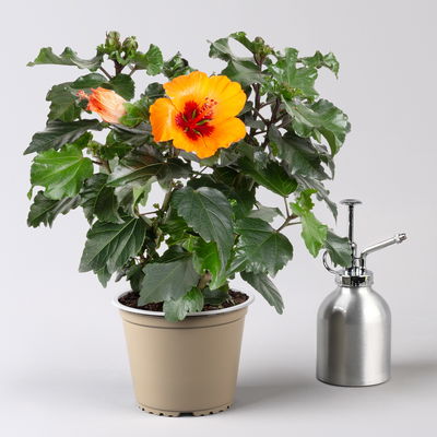 Hibiskus 'Petit Orange®', Topf-Ø 13 cm, Höhe ca. 35 cm, 2 Pflanzen