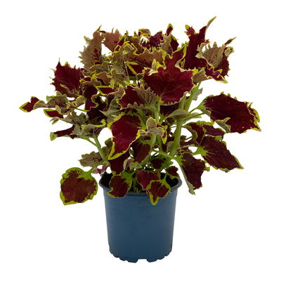 Buntnessel 'Crown Jewel',  braunrot, Topf-Ø 12 cm, 6 Pflanzen