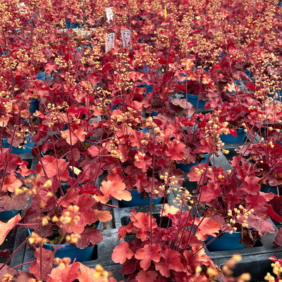 Bio Purpurglöckchen Little Cuties® 'Blondie', rotlaubig, Topf-Ø 12 cm, 3 Stück Bio Purpurglöckchen Little Cuties® 'Blondie', rotlaubig, Topf-Ø 12 cm, 3 Stück