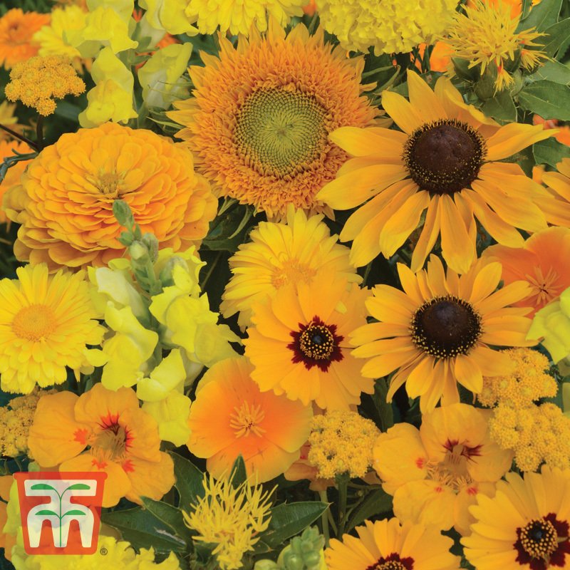 Sommerblumen-Mischung „Sunshiny Yellow“ (Helianthus annuus), Blüten in Gelb, lange Blütezeit