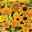 Sommerblumen-Mischung „Sunshiny Yellow“ (Helianthus annuus), Blüten in Gelb, lange Blütezeit
