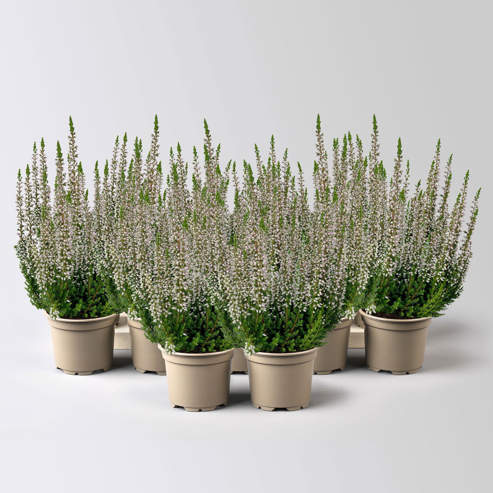 Knospenheide Mini, rosa, Topf-Ø 6 cm, 12 Pflanzen