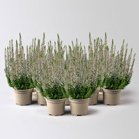 Knospenheide Mini, rosa, Topf-Ø 6 cm, 12 Pflanzen