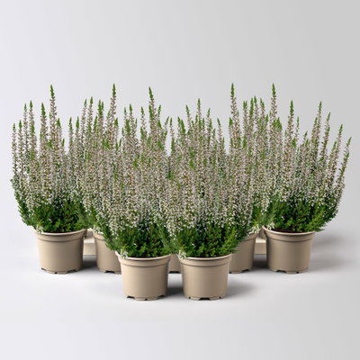 Knospenheide Mini, rosa, Topf-Ø 6 cm, 12 Pflanzen Knospenheide Mini, rosa, Topf-Ø 6 cm, 12 Pflanzen