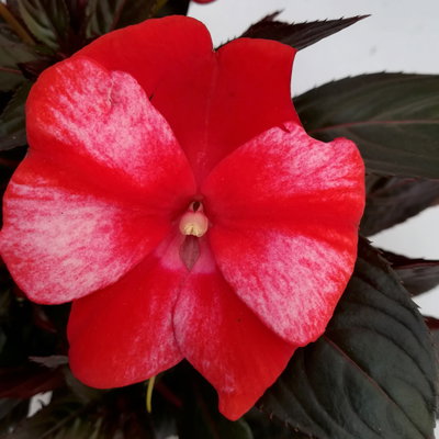 Edellieschen, zweifarbig zufällig, Topf-Ø 12 cm, 6 Pflanzen Edellieschen, zweifarbig zufällig, Topf-Ø 12 cm, 6 Pflanzen