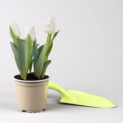 Pflanzenkreation Frühlingserwachen, 9 Pflanzen inkl. Erde und Dünger Pflanzenkreation Frühlingserwachen, 9 Pflanzen inkl. Erde und Dünger