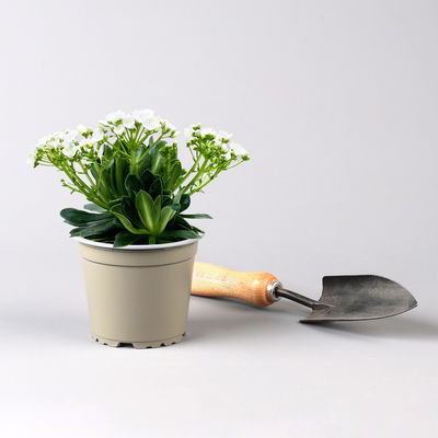 Lewisia cotyledon, Farben zufällig, Topf-Ø 12 cm, 3er-Set