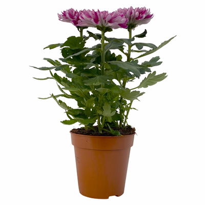 Chrysantheme 'Chrysanne® Zembla Next Purple', lila, Topf-Ø 13 cm, 6 Pflanzen Chrysantheme 'Chrysanne® Zembla Next Purple', lila, Topf-Ø 13 cm, 6 Pflanzen