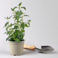 Limonadenpflanze, Kölle Bio, 12cm Topf, frisch aus unserer Bio-Gärtnerei