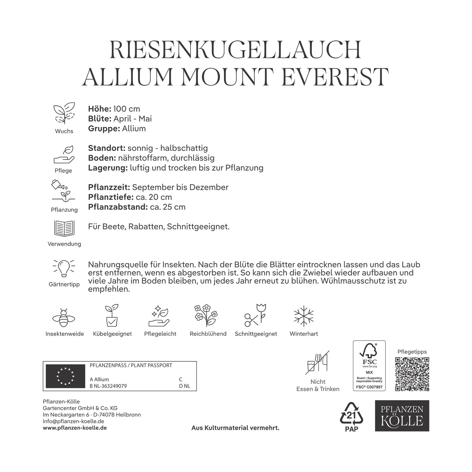 Kölles Beste XXL Allium 'Mount Everest' weiß, 5 Blumenzwiebeln Kölles Beste XXL Allium 'Mount Everest' weiß, 5 Blumenzwiebeln