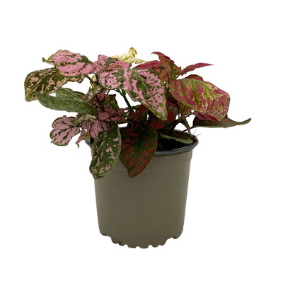 Hypoestes 'Trio', weiß-rot-rosa, Topf-Ø 12 cm Ø, 6 Pflanzen