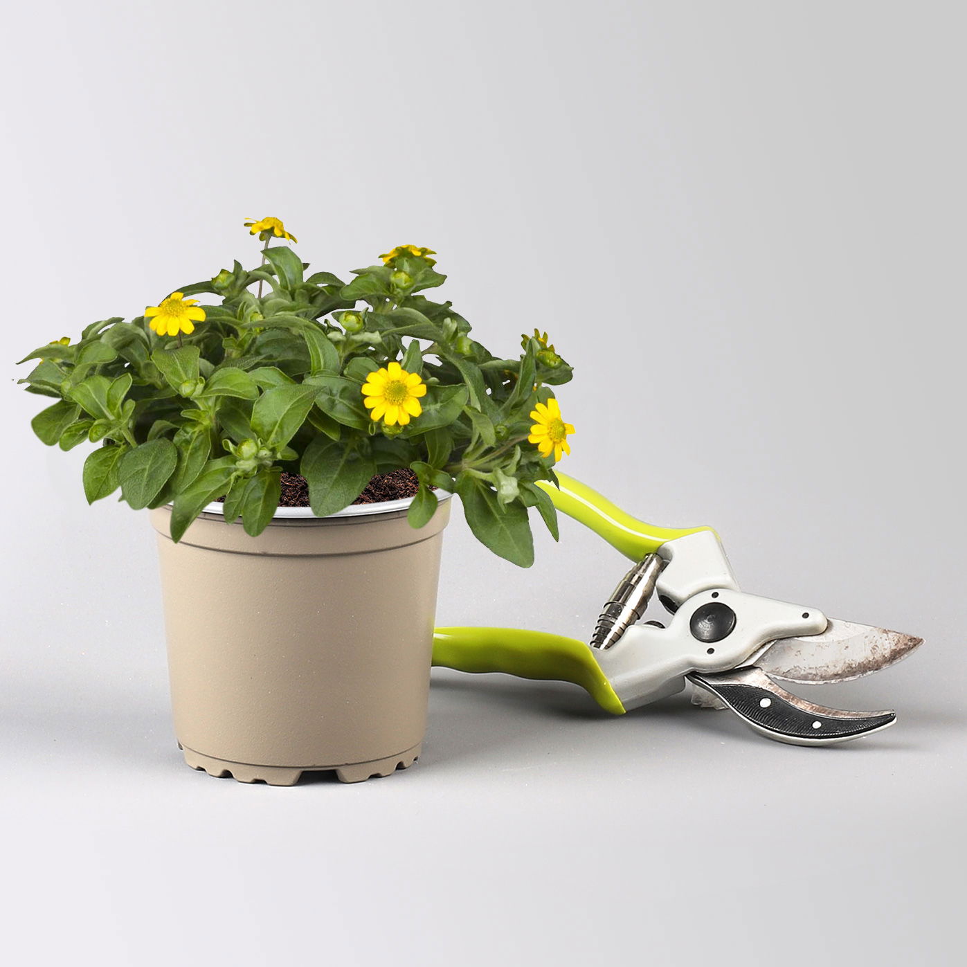 Pflanzenkreation 'Swimmingpool', 12 Pflanzen inkl. Erde und Dünger