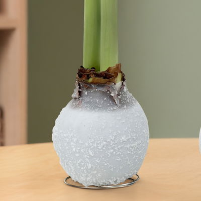 Amaryllis in Wachs, Dekor 'White Mix', zufällig, Blüte weiß, 2 Pflanzen