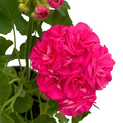 Geranie 'Survivor Idols® Rosalinda' rosa, stehend, Topf-Ø 13 cm, 6er-Set Geranie 'Survivor Idols® Rosalinda' rosa, stehend, Topf-Ø 13 cm, 6er-Set