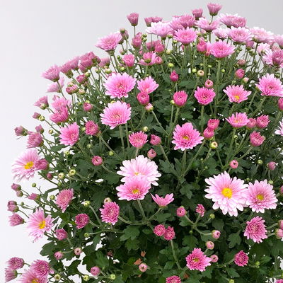 Chrysanthemen, rosa, Topf-Ø 19 cm, 3 Pflanzen Chrysanthemen, rosa, Topf-Ø 19 cm, 3 Pflanzen