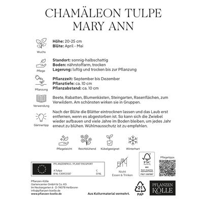 Chamäleon Tulpen 'Mary Ann', lachsfarben/rot, 7 Blumenzwiebeln