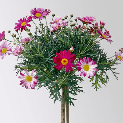 Margerite, rot, Stamm, Topf-Ø 15 cm, 2 Pflanzen