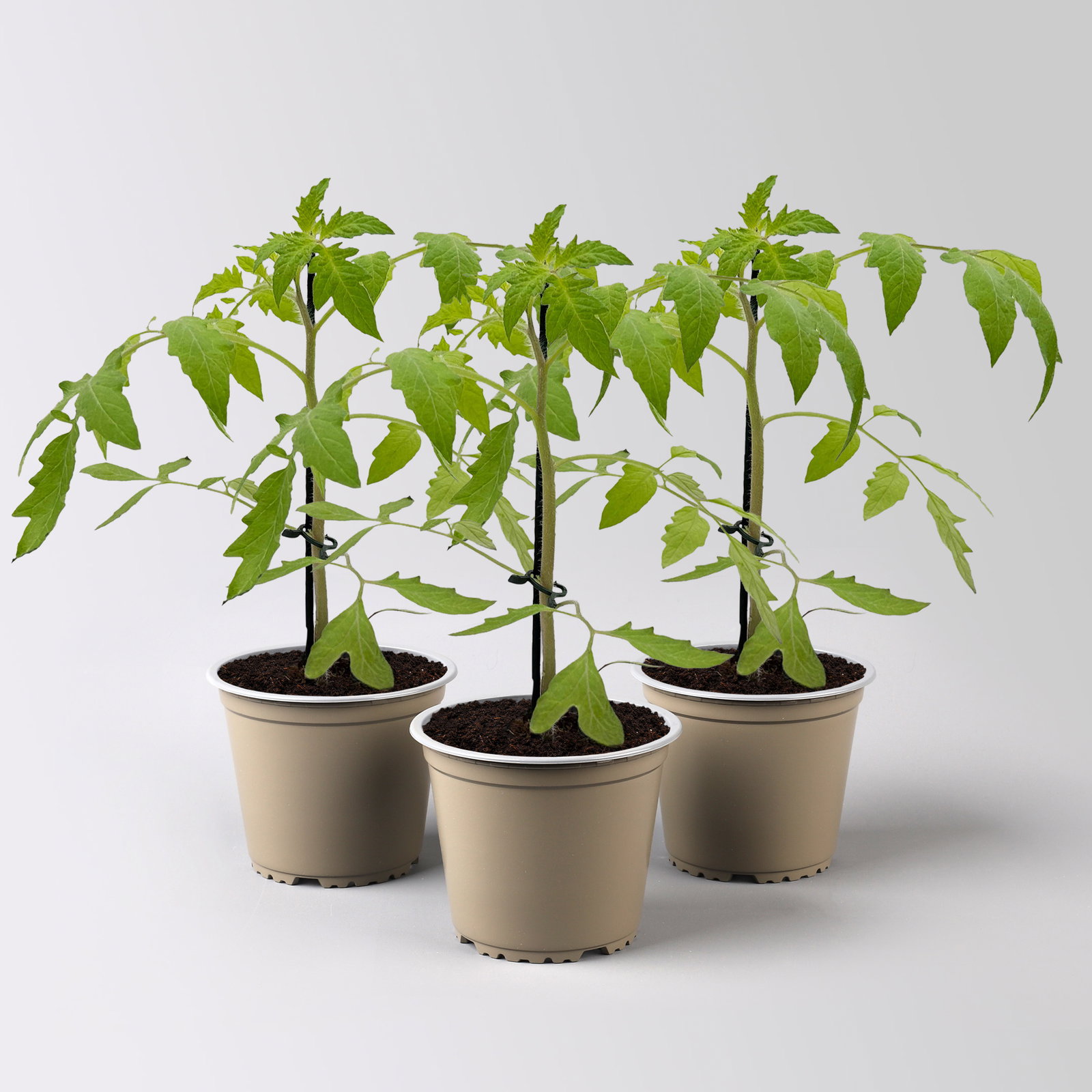 Stabtomate 'Starlias® Choco (Kakao)', veredelt, Topf-Ø 12 cm, 3 Pflanzen