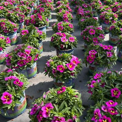 Zauberglöckchen, pink-gelb, Topf-Ø 13 cm, 6 Pflanzen