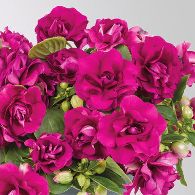 Fleißiges Lieschen 'Burgundy' dunkelrot/pink, gefüllt, Topf -Ø 12 cm, 6 Pflanzen