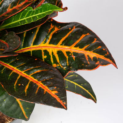 Wunderstrauch 'Petra' inkl. Keramiktopf Dallas weiß, Topf -Ø 17 cm Wunderstrauch 'Petra' inkl. Keramiktopf Dallas weiß, Topf -Ø 17 cm