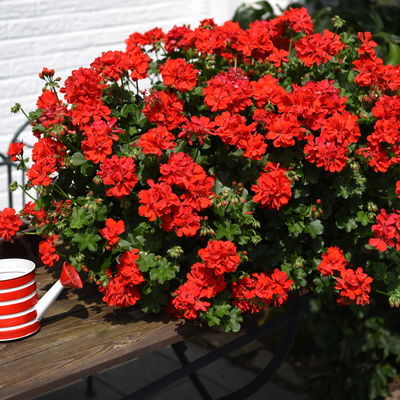 Geranie rot, hängend, Topf-Ø ca. 10,5 cm, 8 Pflanzen Geranie rot, hängend, Topf-Ø ca. 10,5 cm, 8 Pflanzen
