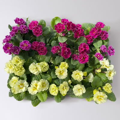 Primel Mini bunt, gefüllt, Farben zufällig, Topf-Ø 6 cm, 10 Pflanzen