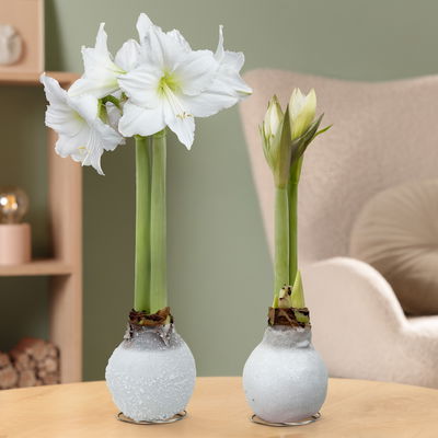 Amaryllis in Wachs, Dekor 'White Mix', zufällig, Blüte weiß, 2 Pflanzen