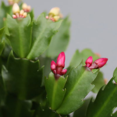 Weihnachtskaktus 'Duo', 2 Farben, Übertopf anthrazit, Topf-Ø 12 cm, 2 Pflanzen