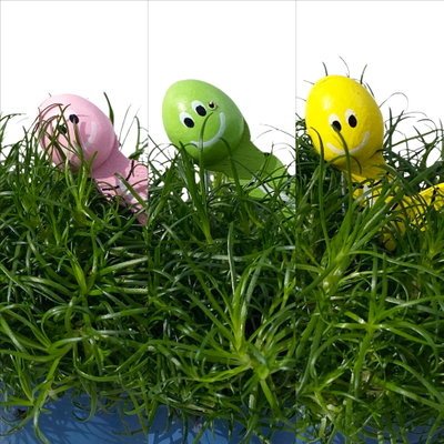 Sternmoos mit Wurmstecker, Topf-Ø 6 cm, 12er-Set Sternmoos mit Wurmstecker, Topf-Ø 6 cm, 12er-Set